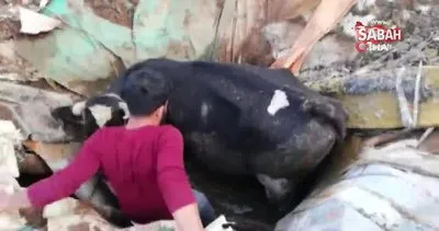 Şanlıurfa’nın Viranşehir ilçesinde foseptik çukuruna düşen inek kepçe yardımıyla saatler sonra kurtarıldı