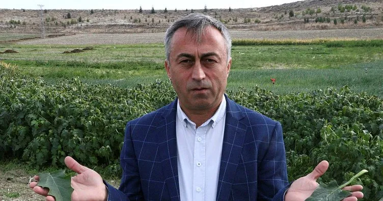 Beypazarı Ziraat Odası Başkanı Mustafa Ateş’ten flaş ıspanak açıklaması