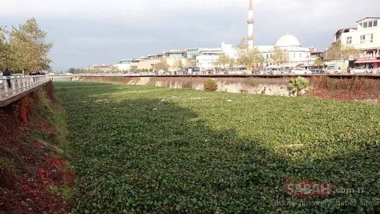 Asi Nehri, ölümcül tehlikeden temizleniyor
