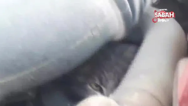Polis otosunun kaputuna giren yavru kedi polisler tarafından kurtarıldı