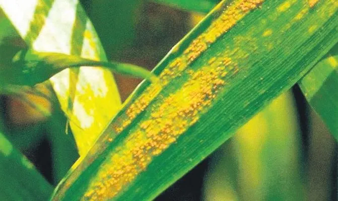 Buğday üreticilerine ‘pas hastalığı’ uyarısı