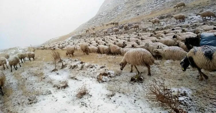 Erzincan’da çobanlar kar nedeniyle yaylada mahsur kaldı