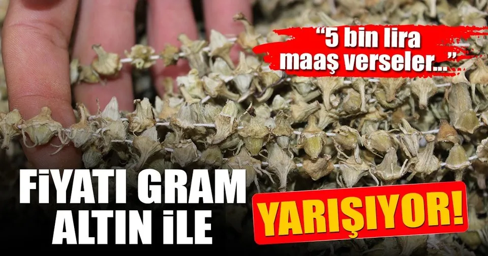 Bamyanin Kilosu Gram Altinla Yarisiyor En Son Haber
