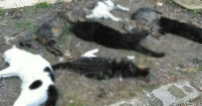 Antalya’da 30 kedi zehirlenmiş halde bulundu