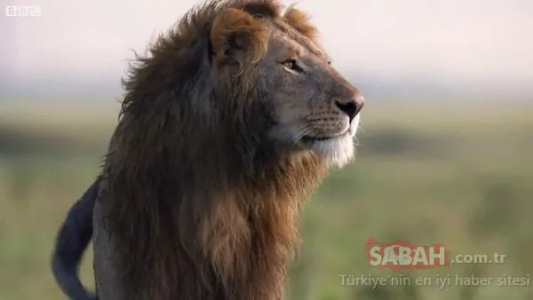 Vahşi doğada inanılmaz anlar! Aslan öldürülmeyi bekliyordu ki...