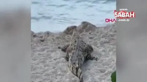 Kolombiya'da sahildeki turistlere dev timsah şoku!