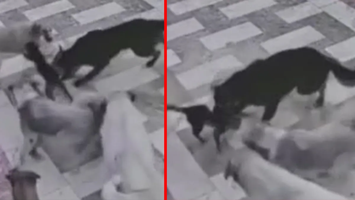 Hatay'ın İskenderun ilçesinde sokak köpeklerinin saldırısına uğrayan bir kedi güvenlik kamerası görüntüsünde.