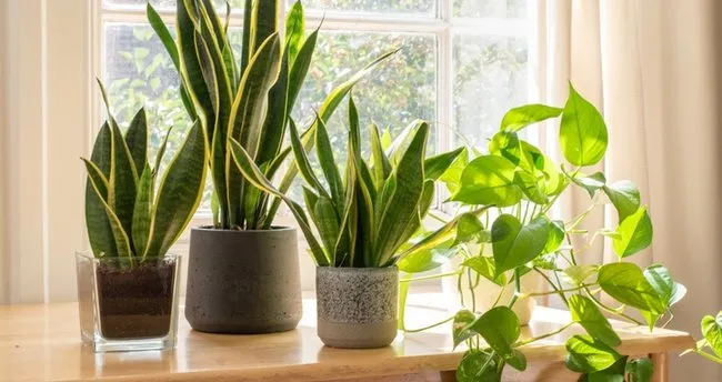 Bitki Türleri ve Çeşitleri - Dünyadaki ve Ülkemizdeki Bitki Türleri Nelerdir?