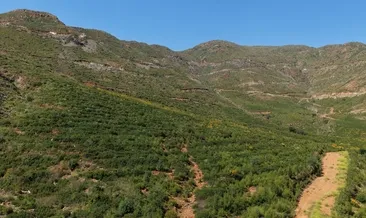 5 yıl önce küle dönen ormanlar yeniden yeşerdi, fidanlar insan boyuna ulaştı #mugla