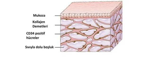 İnsan vücudunda yeni bir organ bulundu!