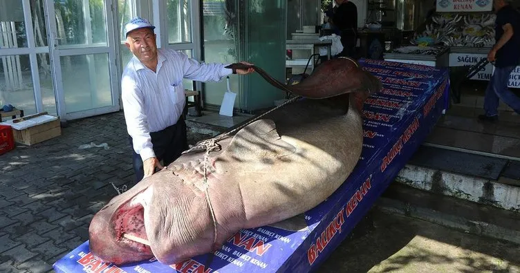 Palamut akını 1.2 tonluk köpekbalığı getirdi