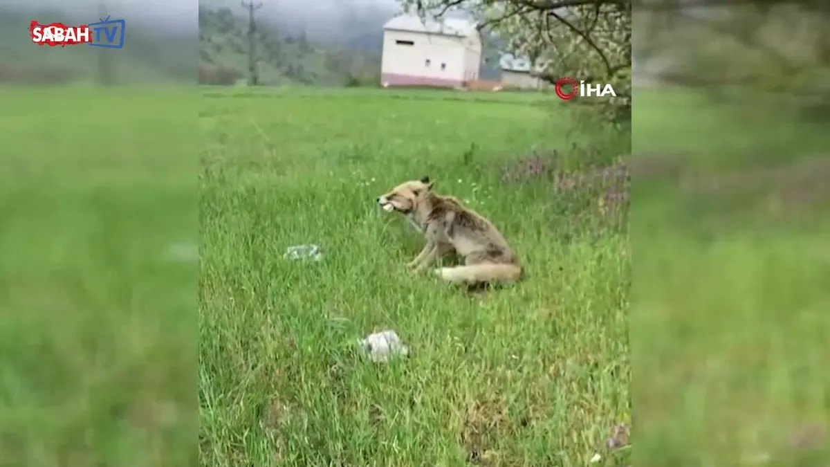 Tilkiyi börekle böyle besledi | Video