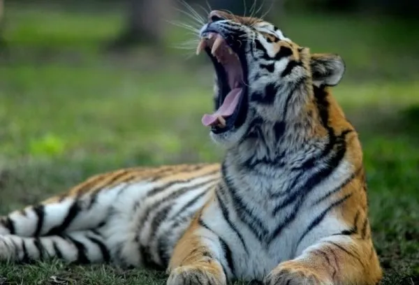 Bengal kaplanları dört gözle kar bekliyor