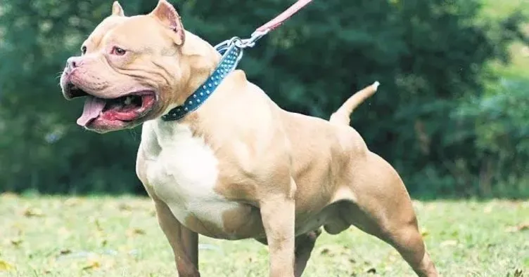 Pitbull silah sayıldı