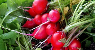 Turpun faydaları nelerdir?