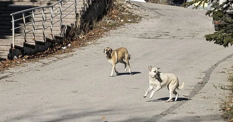 Ankara’nın dört bir yanında sokak köpekleri saldırıyor!