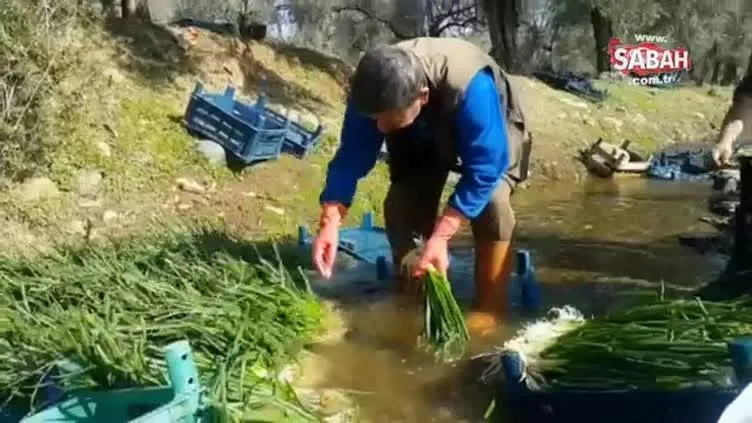 Doğal antibiyotik yeşil soğan