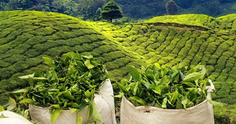 Organik Çay Fabrikaları’nın yapımında ihale aşamasına gelindi