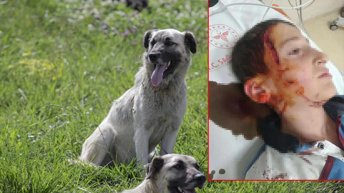 İzmir'deki köpek dehşetine ders gibi ceza: 11 yaşındaki çocuğun yüzünü parçalamıştı! haber görseli