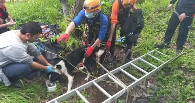 Kuyuya düşen 2 köpeği AFAD kurtardı