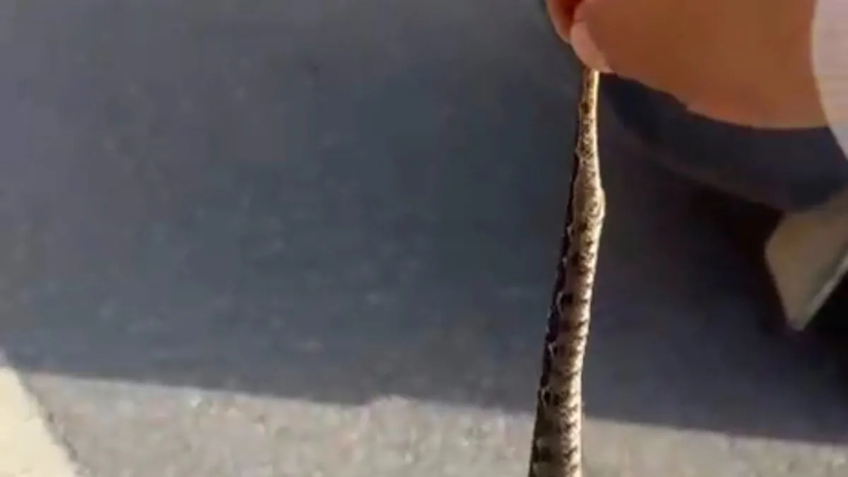 Kütahya’da ölümle ‘Engerekli’ dans: Yılanı kuyruğundan tutup sevdiği anları kameraya kaydetti! ‘En zehirli yılan cinslerinden’ Kütahya’da ölümle ‘Engerekli’ dans: Yılanı kuyruğundan tutup sevdiği anları kameraya kaydetti! ‘En zehirli yılan cinslerinden’