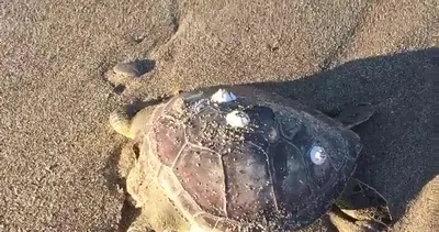 Alanya’da 4 caretta caretta ölü bulundu
