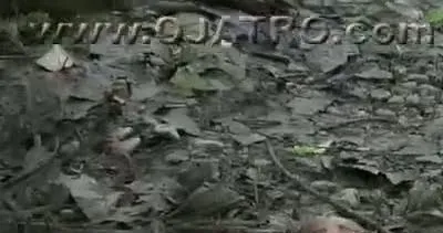 Yılan yılanı yerse