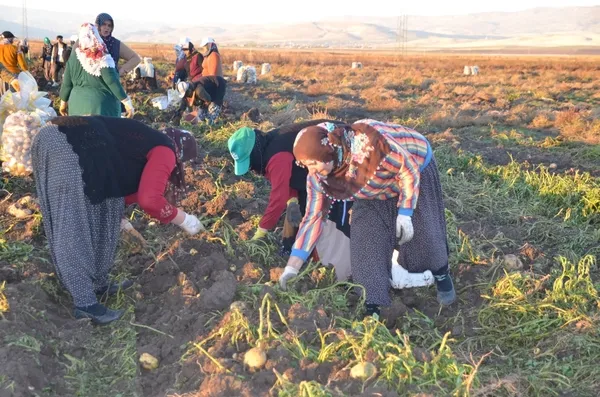 patates-hasadini-yapan-kadinlarin-zorlu-mesaisi-1699865281025.jpg