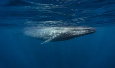 Patagonya’da tarihi an: Nesli tehlikedeki mavi balina ilk kez görüntülendi