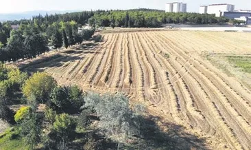 Kampustan 400 ton buğday