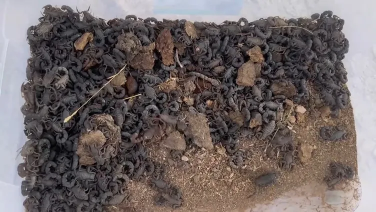 Yer Şanlıurfa! Hepsi otomobilden çıktı: Tam 270 canlı akrep!