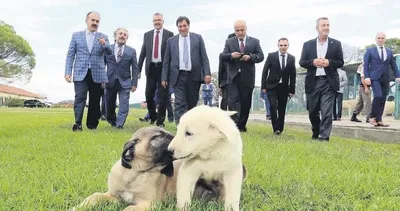 Vali Küçük’ten ilçelere çıkarma