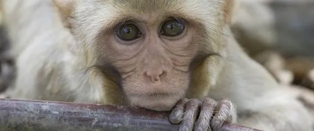 sabah