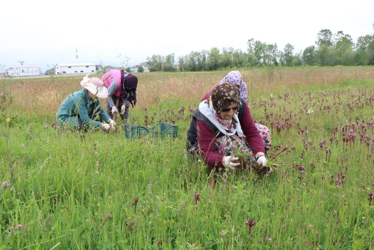 Toprağın altından çıkan altın: Hasadı başladı kilosu 2 bin lira!