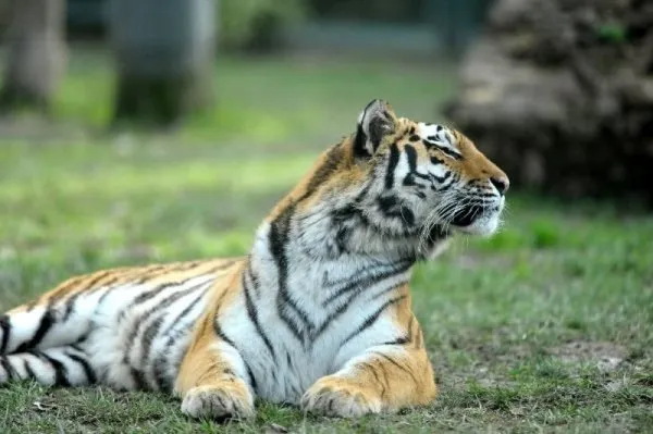 Bengal kaplanları dört gözle kar bekliyor