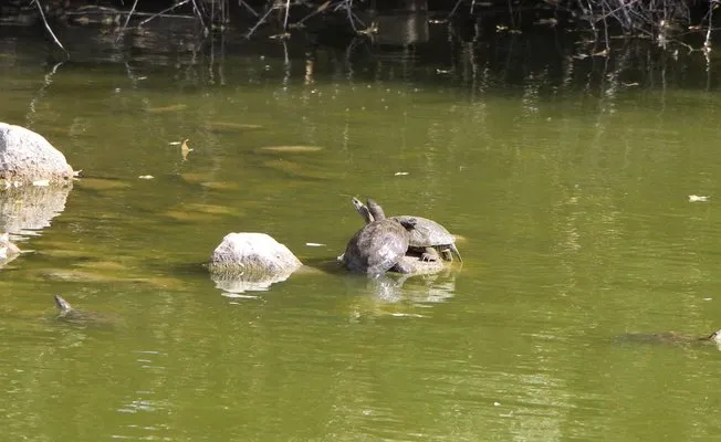 Amasya’da tespit edilen hazer çizgili kaplumbağaları kayıt altında