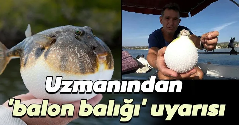 uzmanindan balon baligi uyarisi saglik haberleri