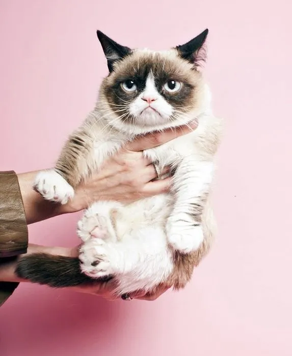 Huysuz KediGrumpy Cat 64 milyon sterlin kazandı