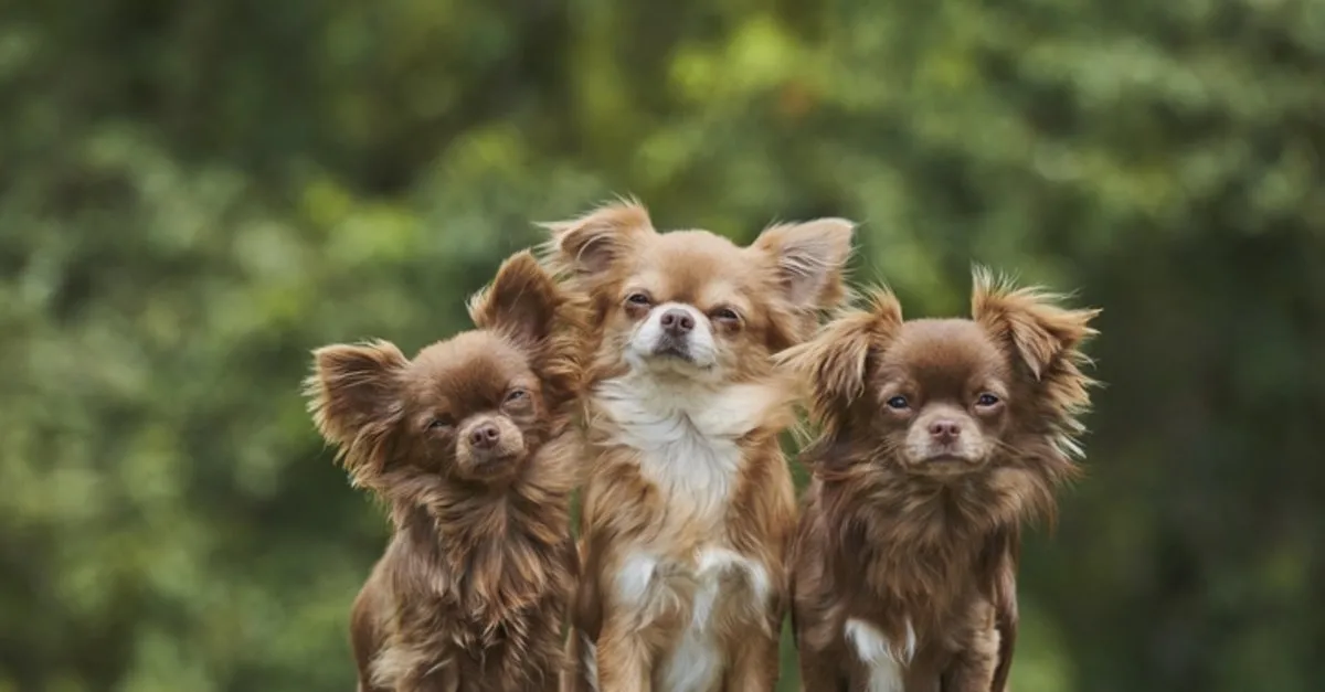 Buyumeyen Kopek Cinsleri Turleri Ile Ozellikleri Ve Bakimlari Buyumeyen Kopek Cinsleri Nelerdir Son Dakika Haberler Buyumeyen Kopek Cinsleri Turleri Ile Ozellikleri Ve Bakimlari Buyumeyen Kopek Cinsleri Nelerdir Son Dakika Haberler