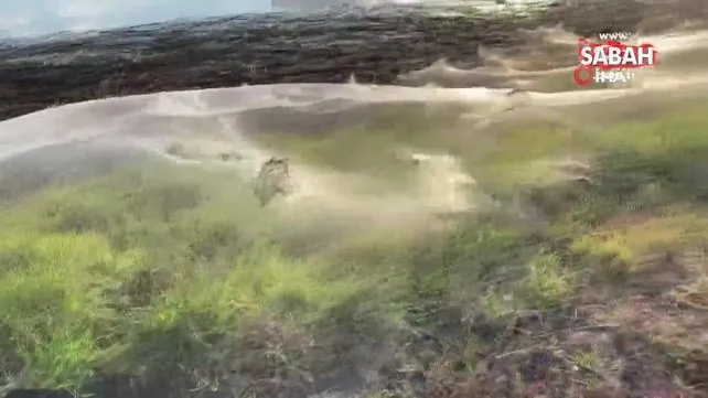 Avustralya’da sel bölgesini dev örümcek ağları kapladı | Video