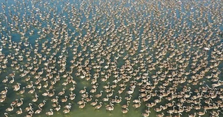 Flamingolara can suyu