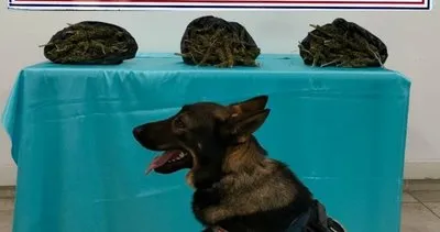 Yolcu otobüsündeki uyuşturucuyu narkotik köpek Tepe buldu #ankara Yolcu otobüsündeki uyuşturucuyu narkotik köpek Tepe buldu #ankara