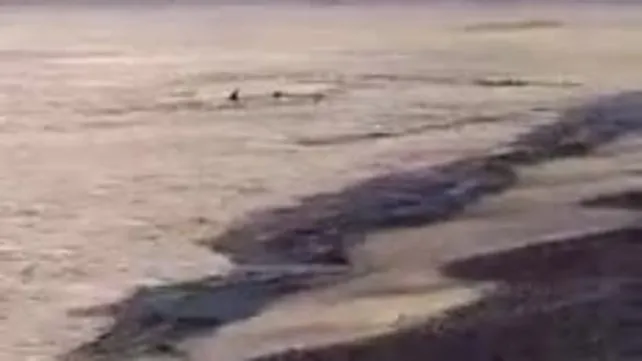 Ortaca’da köpek balıkları görüntülendi | Video
