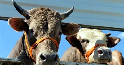 Hayvancılık yapanlar dikkat! Kampanya başlatıldı! 57 bin 480 büyükbaş faydalanacak