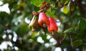 Kaju meyvesi ağacı nerede yetişir? Kaju ağacı hangi iklimde yetişir, Türkiye’de yetişir mi?