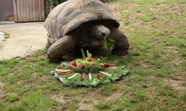 Türkiye’nin en yaşlı kaplumbağası 103. yaşını kutladı!