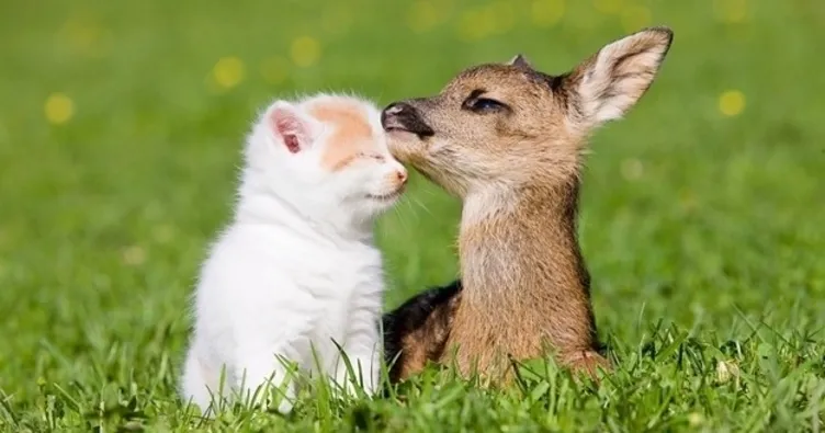 Hayvanları Koruma Günü nedir ve ne zaman kutlanır?