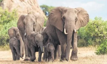 Filler birbirlerine isimleriyle sesleniyor