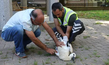 Yaralı leyleğe Büyükşehir şefkati