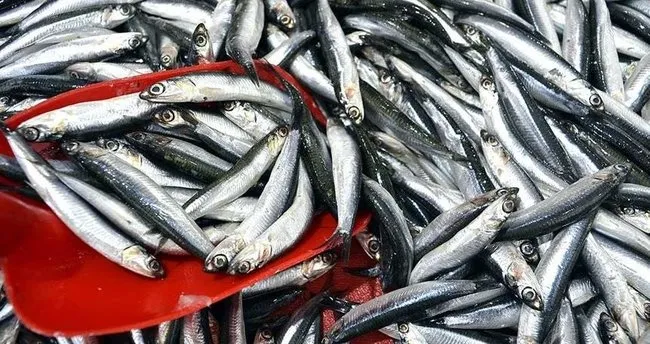 Türkiye denizlerinde hamsi lider: Son 10 yılda 1,6 milyon ton avlandı